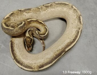 Krajta královská subadult a adult - 2