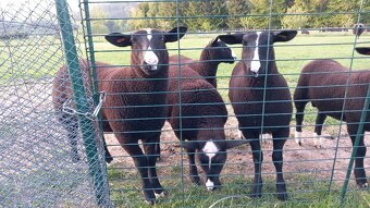Berani zwartbles - 2