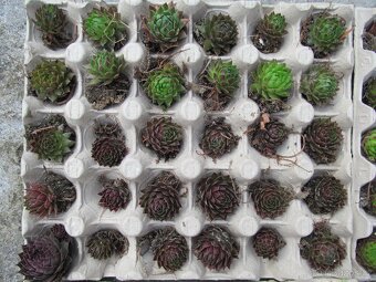 Netřesky na skalku, zídku, střechu - 2