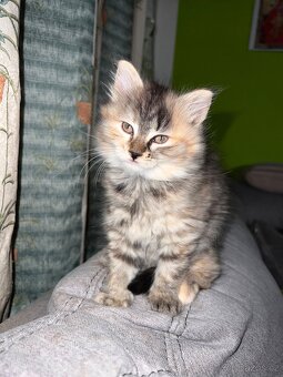 Daruji kotě do dobrých rukou - 2