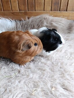 Morče / morčata / morčátko sameček - 2