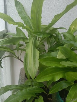 Pokojová květina Krvokvět natálský - 2