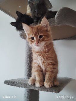 Mainská mývalí - 2