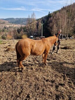 Kobylka QH 2r.barva Red Dun s PP - 2