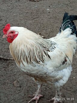 Červnový kohoutek - 2