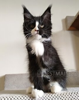 Mainská mývalí kočička s PP - 2