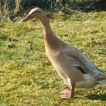 Indický běžec - 2