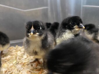 Kuřátka - 2