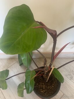 Philodendron - 2