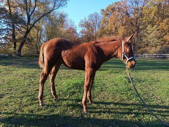 Paint horse klisna - 2