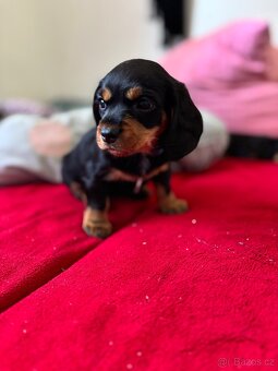 Dorkie - 2