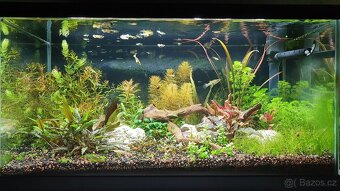 Set akvarijnich rostlinek pro 60l akvarium - 2