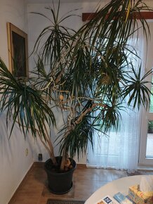 Vzrostlá dracena dekorativní - 2