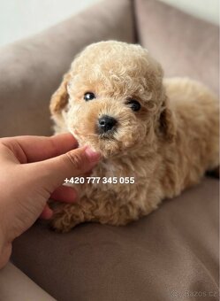 Maltipoo, fenka Murka 1000€‼️ - 2