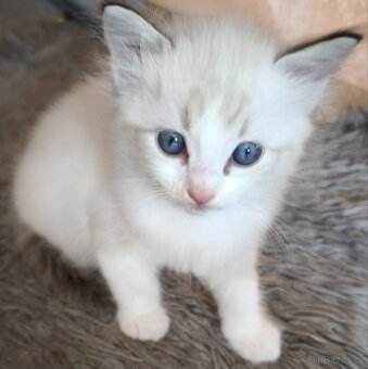 Ragdoll bez PP - 2