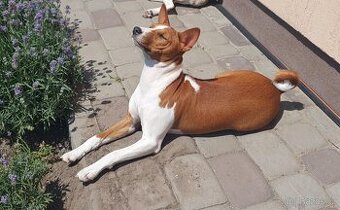 Štěně basenji s PP Delilah - 2