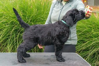 Knírač Velký  - černý s PP - 2