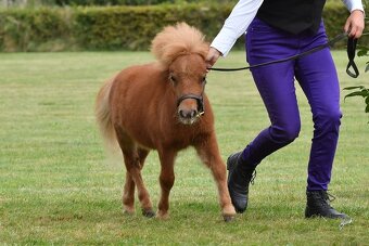 Shetland pony hřebeček s PP - 2