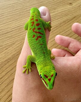 Phelsuma madagascariensis grandis - samice - 2