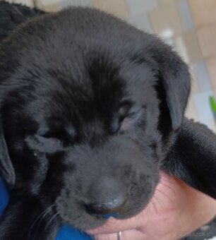 Štěňátka Labradorský retrívr - 2
