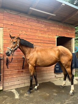 Šestiletá klisna ČT - 2