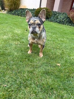 Francouzsky buldoček blue tan merle fenka - 2