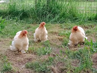 Kočinka zdrobnělá pšeničná - 2