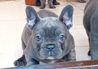 Francouzský buldoček - štěňátka - 2