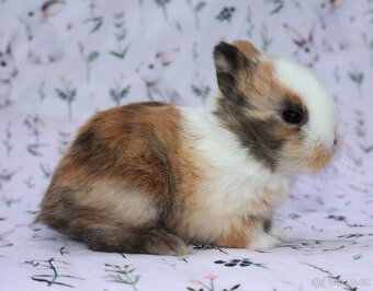 Zakrslý králíček sameček krátkouchý LOT . - 2