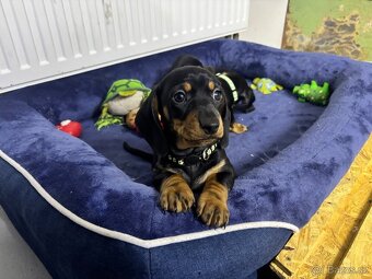 Jezevčík trpasličí hladkosrsty - 2