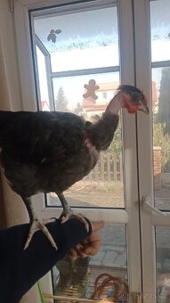 Kohout holokrčky - 2