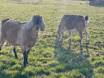 Anglonubijské kozy - 2