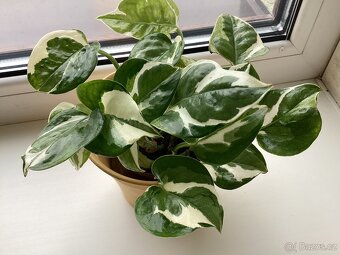 Pokojové rostliny - 2