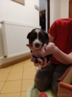 Štěňata Border kolie bez PP - 2