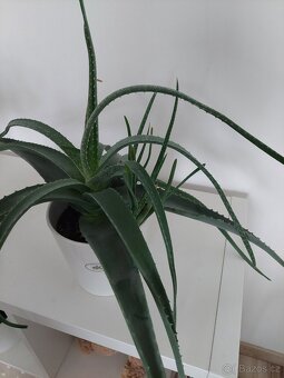 Aloe vera léčivá - 2