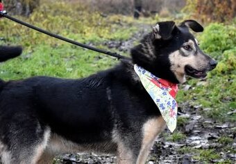 ELVIRA K ADOPCI - 2 ROKY, MILÁ, PŘÁTELSKÁ,KONTAKTNÍ - 2