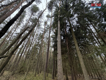 Prodej lesa, 6794 m², Doňov - 2