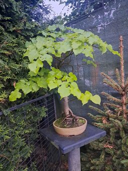 Bonsai Lípa - 2