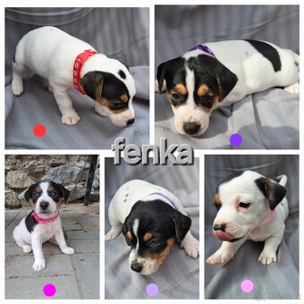 Jack Russell bez PP - štěně (5x fenka, 5x pejsek) - 2