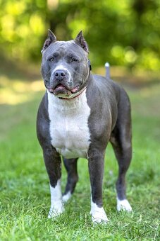 American Bully XL - 2