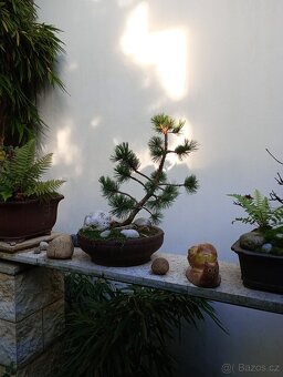 Borovice osinatá (Pinus aristáta) bonsai - 2
