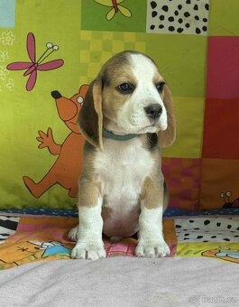 Bigel, bigl, beagle s PP - 2