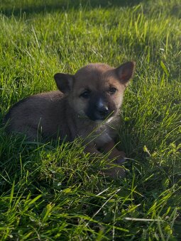 Štěňátka Akita inu X jezevčík - 2