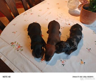 Trpasličí jezevčík štěňata - 2