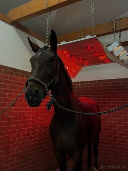 Pronájem sportovního koně - 2