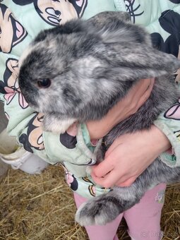 Zakrsly králíček beranek - 2