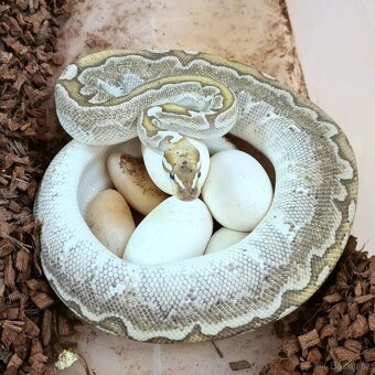 Krajta královská - DOSPĚLÝ PÁR / Každoročně odchov - 2