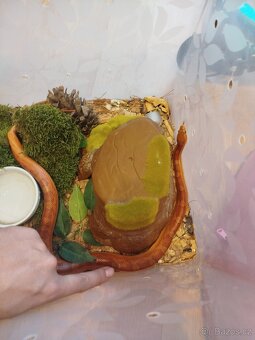 Užovka červena 3 letá - 2