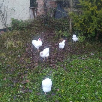 zdr. Wyandotka bílá 1,1 - 2