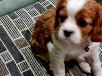 Kavalír King Charles španěl - 2